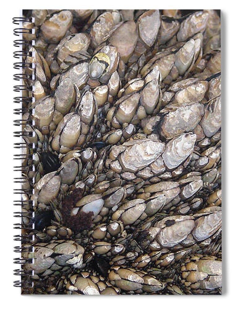 Seashells Spiral Notebook featuring the photograph Seashells by Carl Moore