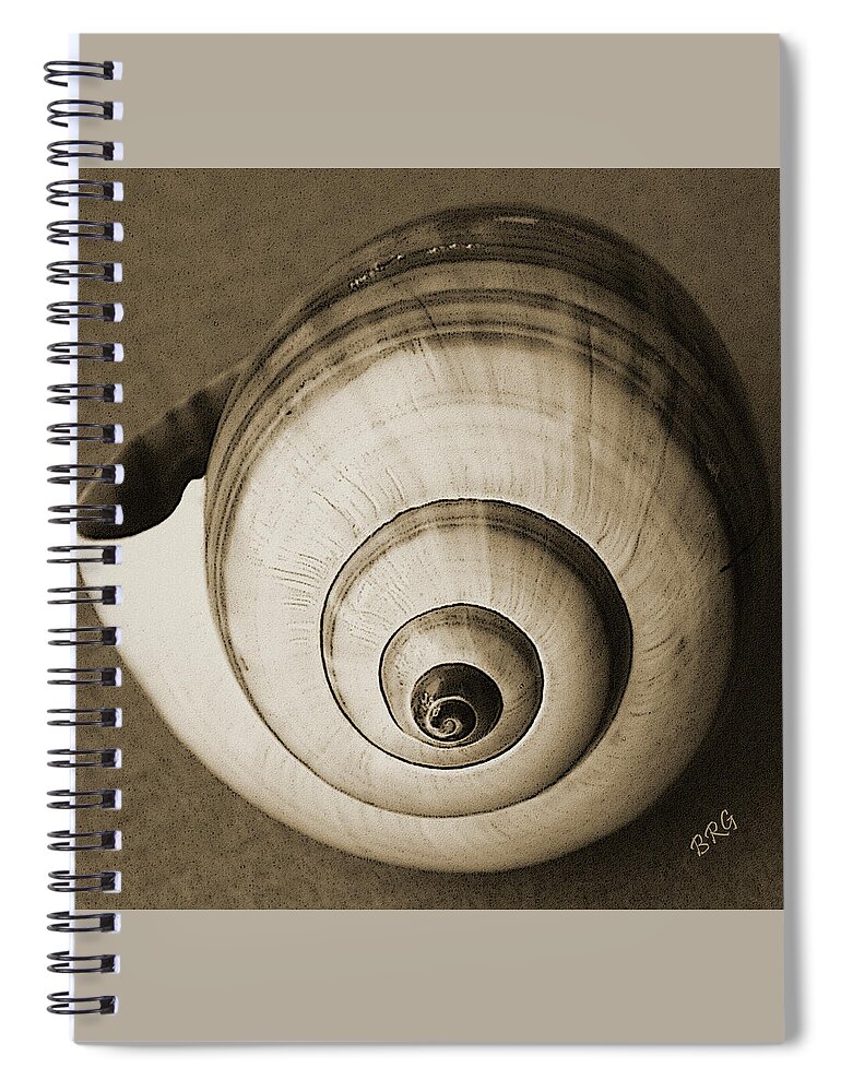 Seashell Spiral Notebook featuring the photograph Seashells Spectacular No 25 by Ben and Raisa Gertsberg