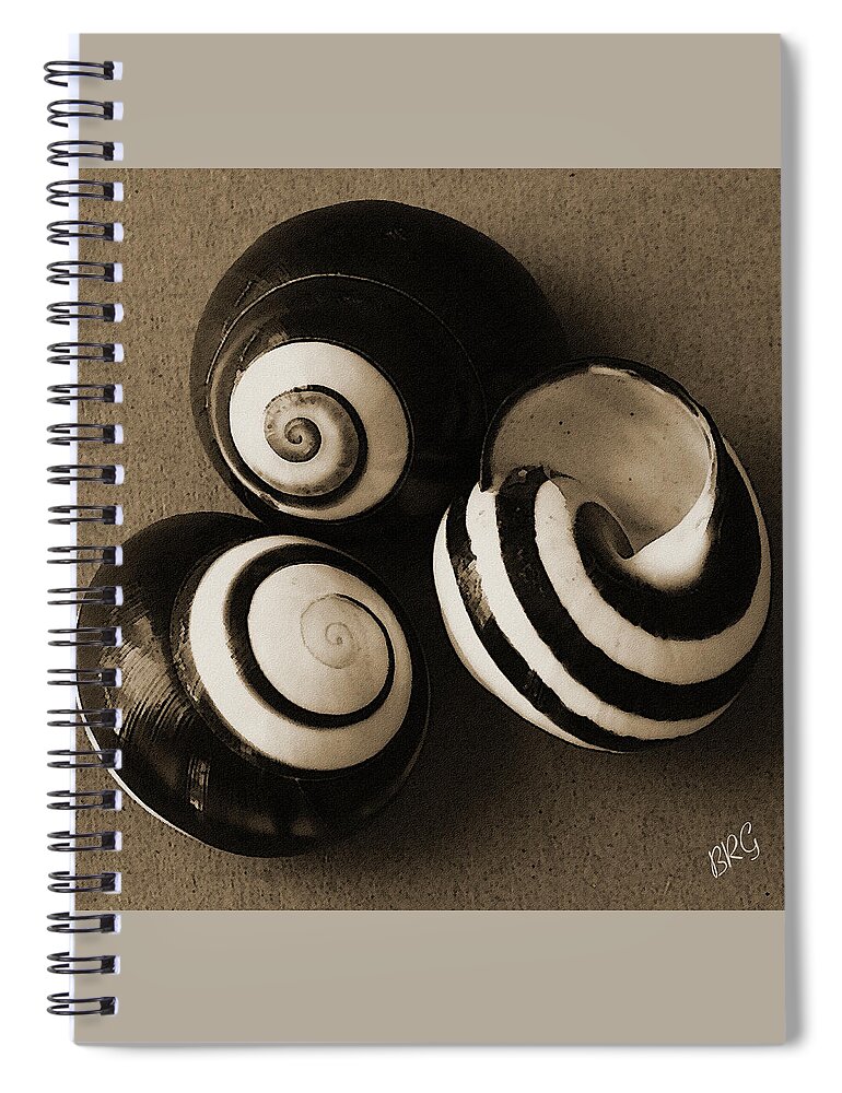 Seashell Spiral Notebook featuring the photograph Seashells Spectacular No 27 by Ben and Raisa Gertsberg