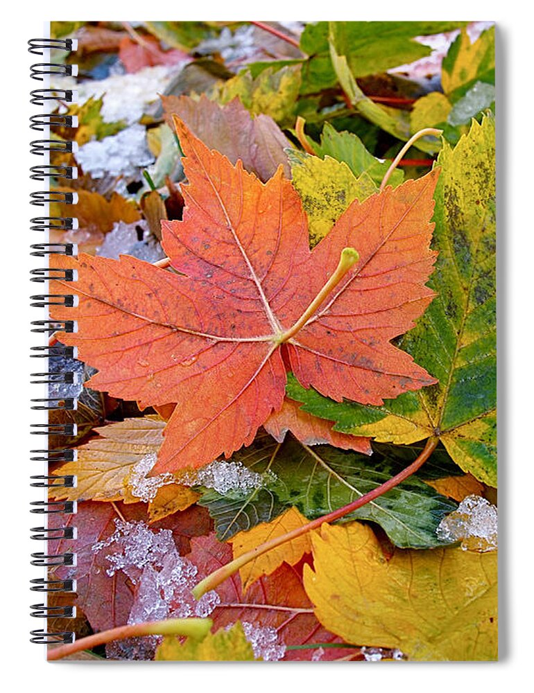 Leaves Spiral Notebook featuring the photograph Seasonal Mix by Rona Black