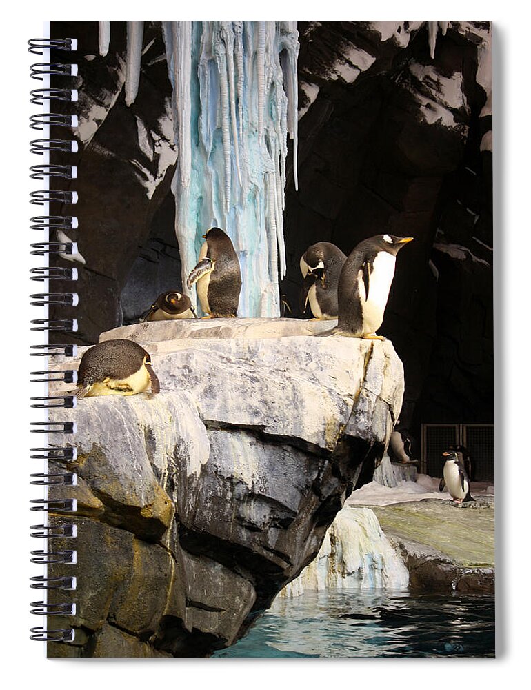 Seaworld Spiral Notebook featuring the photograph SeaWorld Penguins by David Nicholls
