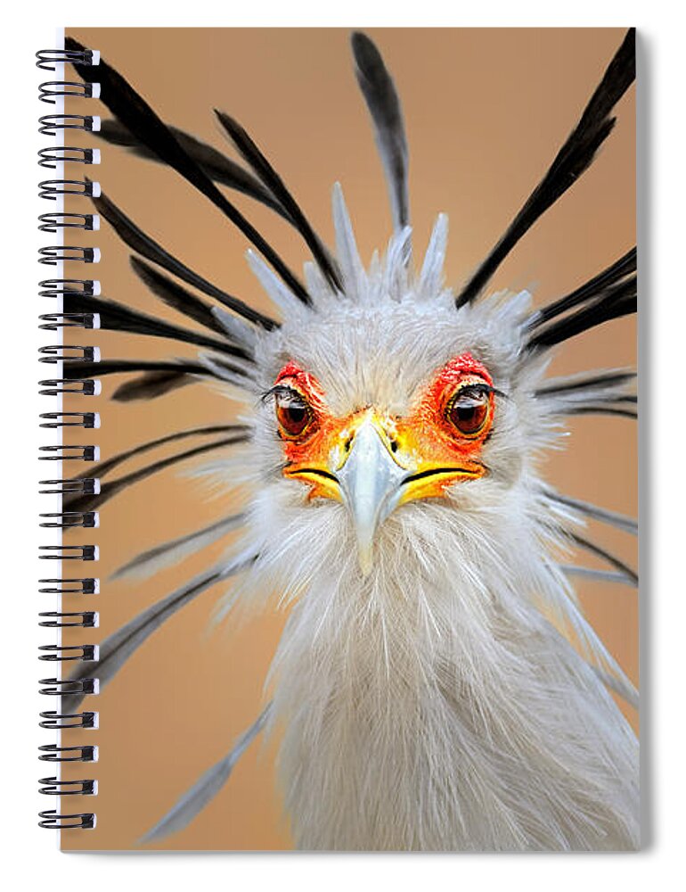 Bird Spiral Notebook featuring the photograph Secretary bird portrait close-up head shot by Johan Swanepoel