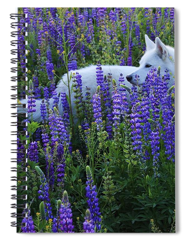 White Wolf Spiral Notebook featuring the photograph Sekani in Lupine by Sean Sarsfield