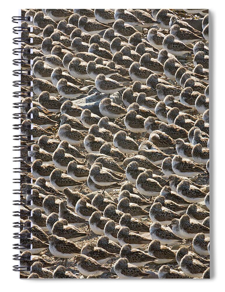 00536652 Spiral Notebook featuring the photograph Semipalmated Sandpipers Sleeping by Yva Momatiuk John Eastcott