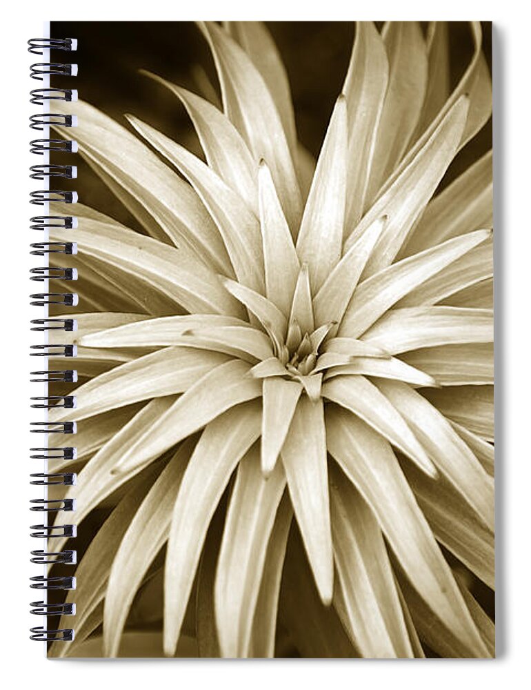 Leaves Spiral Notebook featuring the photograph Sepia Plant Spiral by Christina Rollo