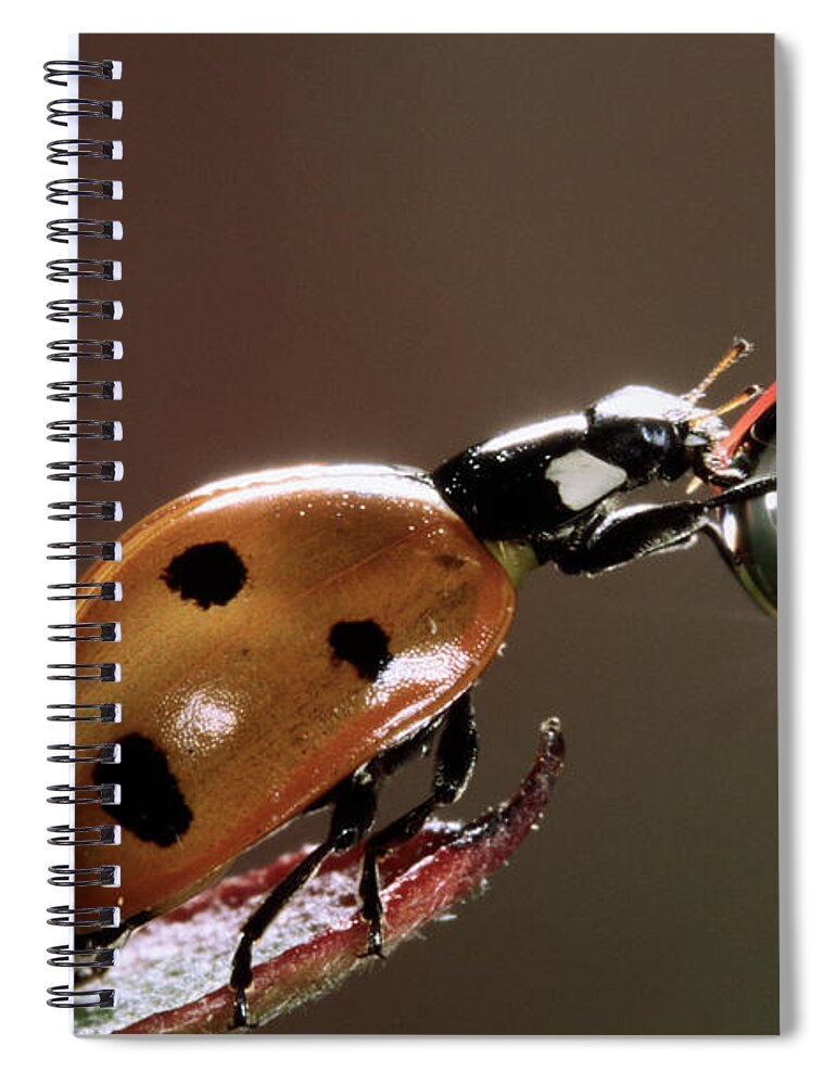 Nis Spiral Notebook featuring the photograph Seven-spotted Ladybird Drinking by Jef Meul
