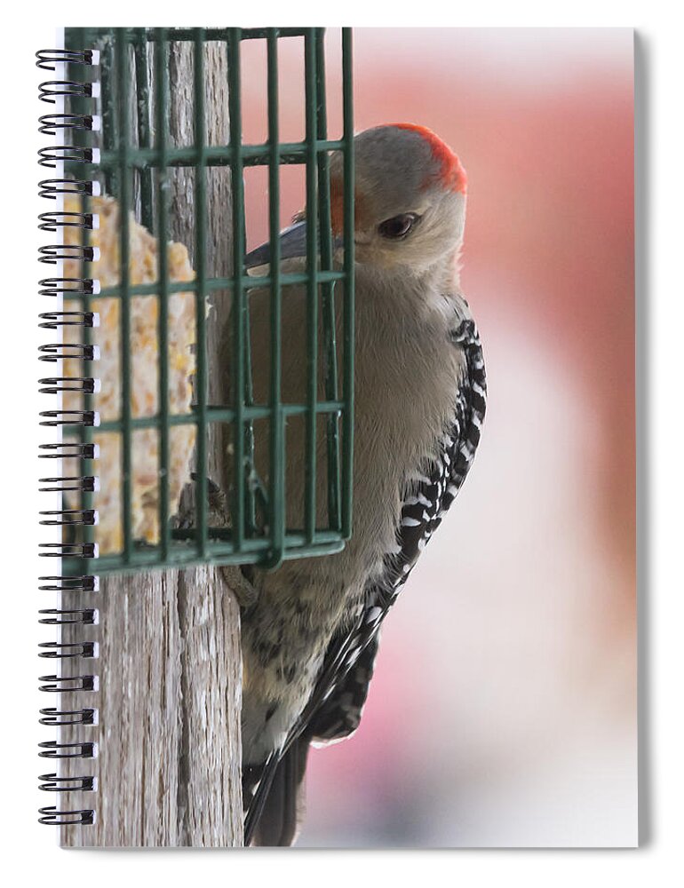 Woodpecker Spiral Notebook featuring the photograph She's A Beauty by Holden The Moment