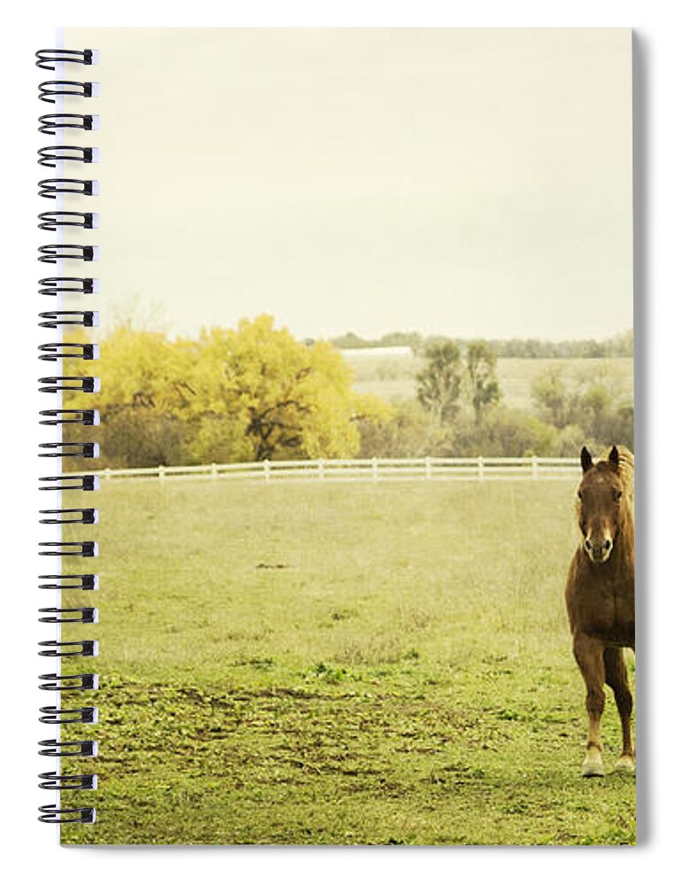 Horse Spiral Notebook featuring the photograph Shiloah on the Run by Pam Holdsworth