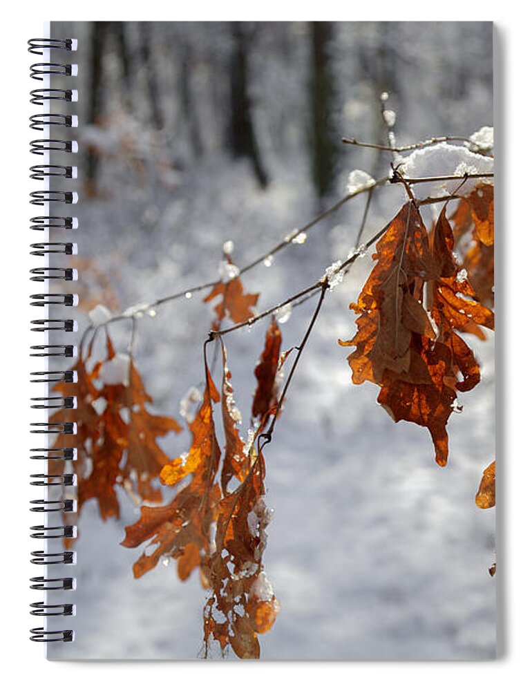 Forest. Leaves Spiral Notebook featuring the photograph Shivering Oak Leaves by Steve Gravano