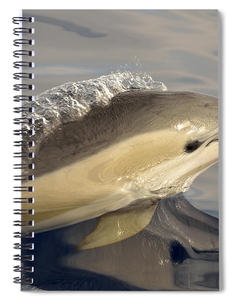Flpa Spiral Notebook featuring the photograph Short-beaked Common Dolphin Azores by Malcolm Schuyl