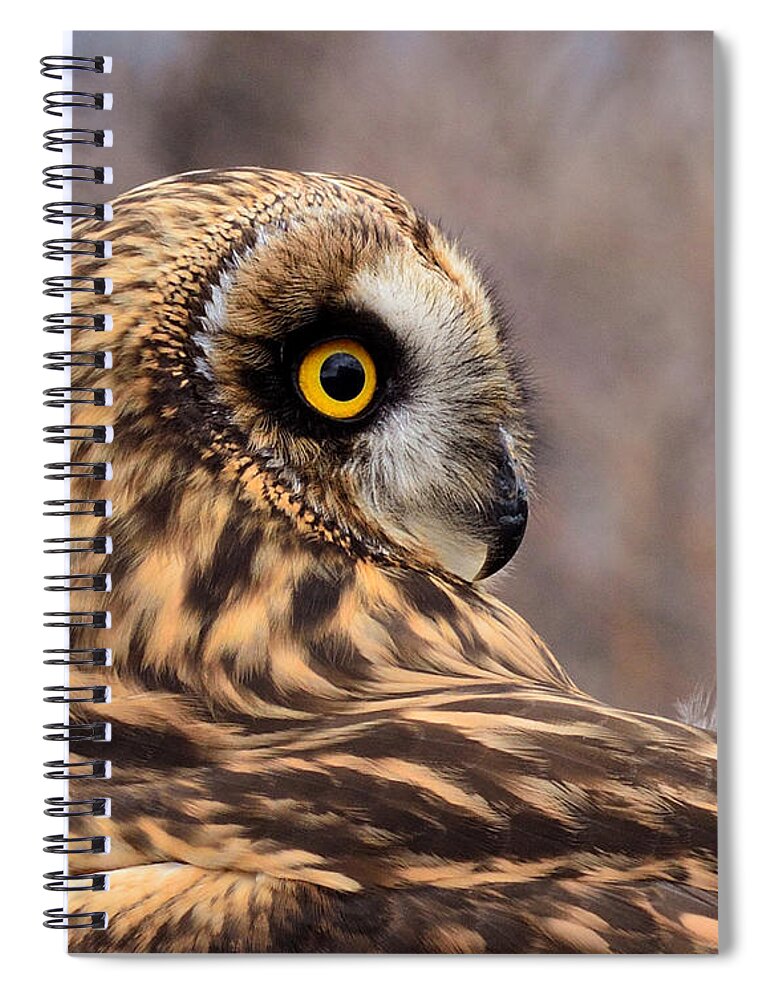 Owl Spiral Notebook featuring the photograph Short-eared Owl 1 by Kae Cheatham