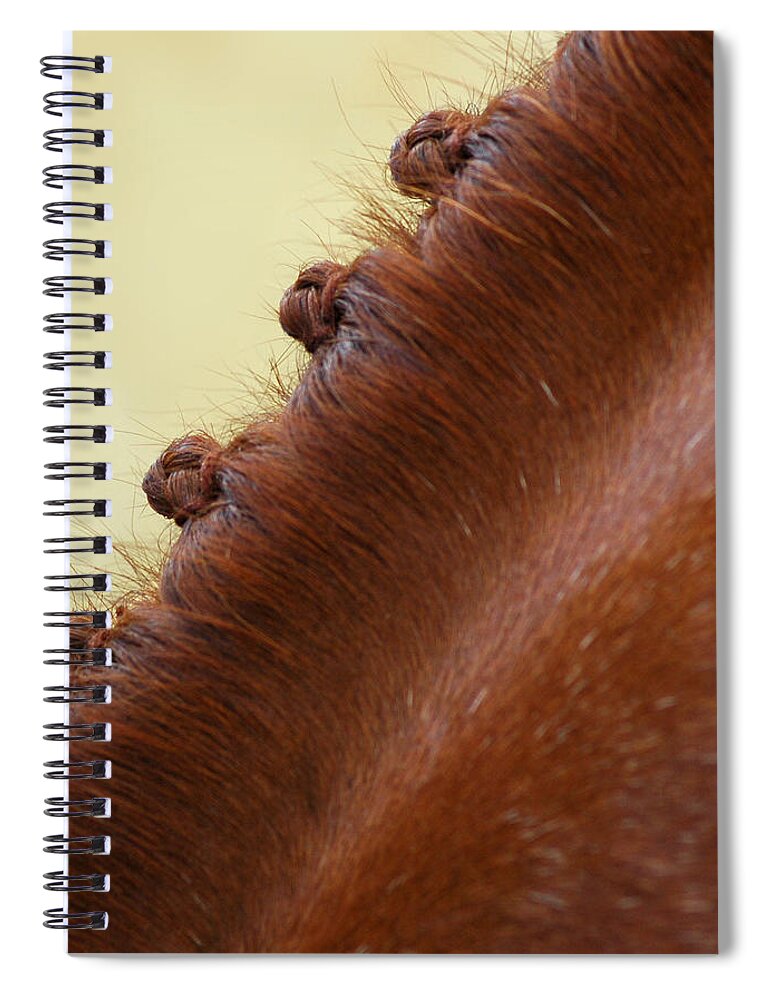 Animal Spiral Notebook featuring the photograph Show Horse Braids by Phil Cardamone