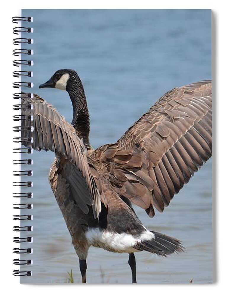 Show Of Feathers Spiral Notebook featuring the photograph Show of Feathers by Maria Urso