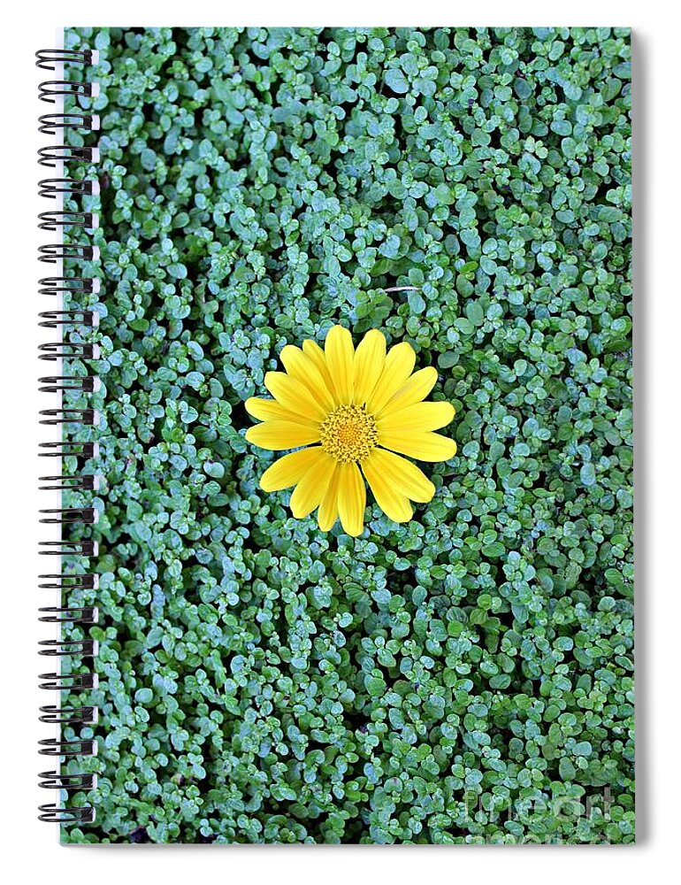 Sunflower Spiral Notebook featuring the photograph Show Off by Clare Bevan