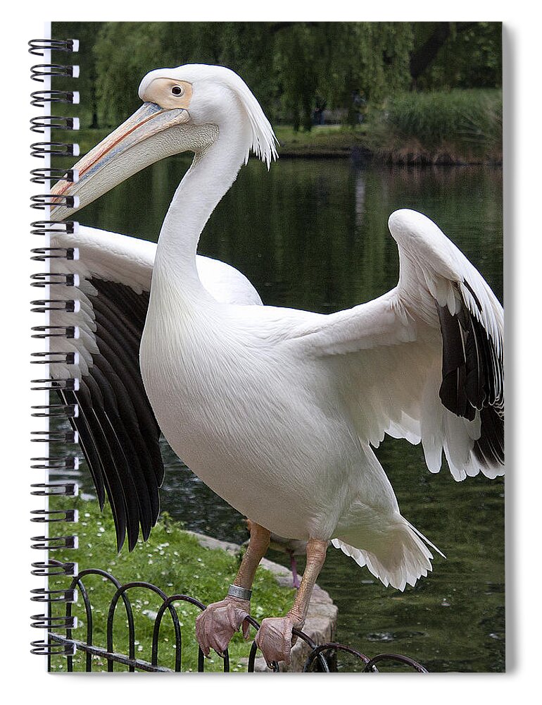 Beak Spiral Notebook featuring the photograph Showing off by Shirley Mitchell
