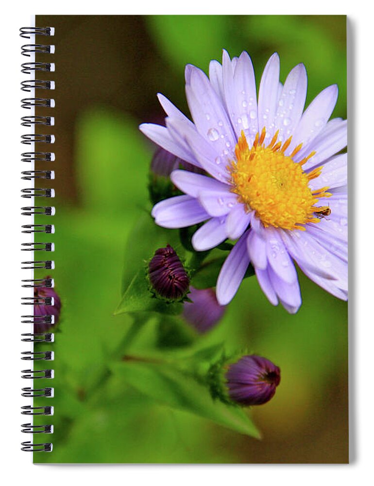 Wildflowers Spiral Notebook featuring the photograph Showy Aster by Ed Riche