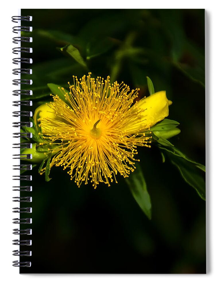 Flower Spiral Notebook featuring the photograph shrubby st Johns wart by Flees Photos