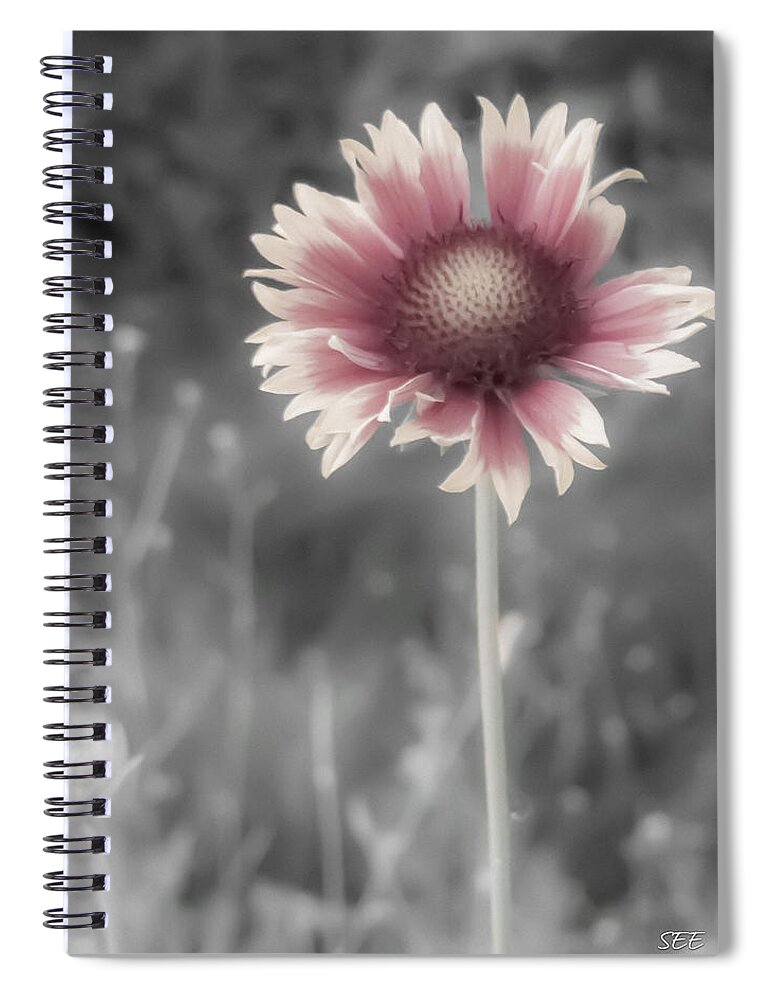 Blanket Flower Spiral Notebook featuring the photograph Shy Gaillardia by Susan Eileen Evans