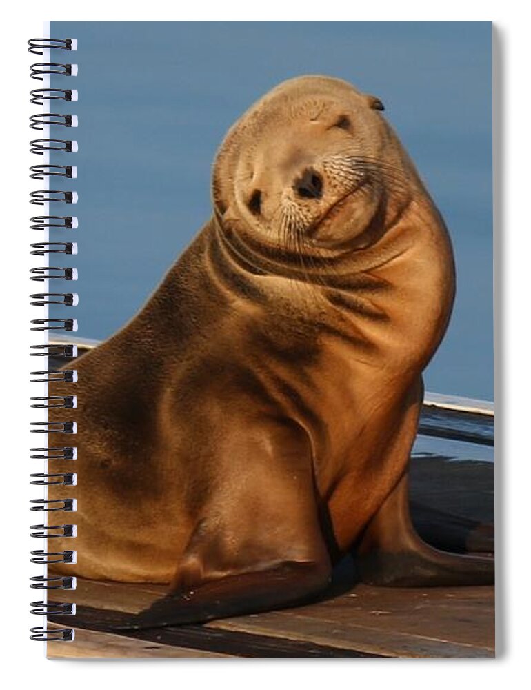 Wild Spiral Notebook featuring the photograph Shy Sea Lion Pup by Christy Pooschke