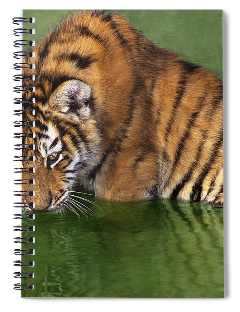 Siberian Tiger Spiral Notebook featuring the photograph Siberian Tiger Cub in Pond Endangered Species Wildlife Rescue by Dave Welling