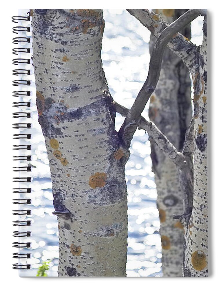 Tree Spiral Notebook featuring the photograph Silver birch trees at a sunny lake by Heiko Koehrer-Wagner