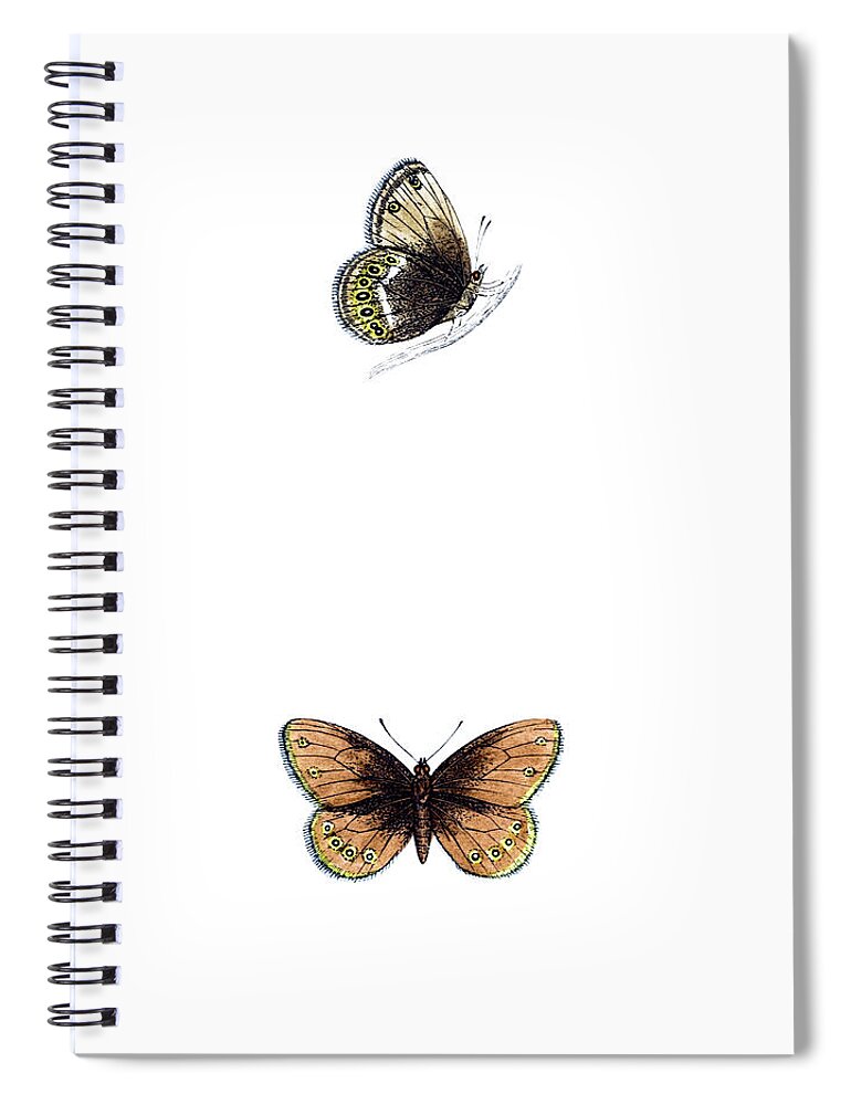 Engraving Spiral Notebook featuring the photograph Silver Bordered Ringlet - Hand Coloured by Andrew howe