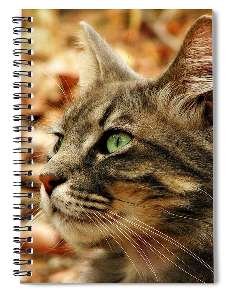 Cat Spiral Notebook featuring the photograph Silver Grey Tabby Cat by Michelle Wrighton