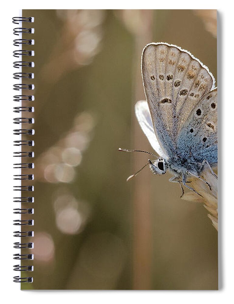 Insect Spiral Notebook featuring the photograph Silver Studded Blue Butterfly by A World Of Natural Diversity By Paul Shaw