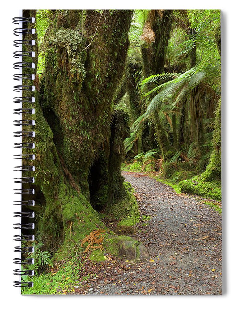 00463415 Spiral Notebook featuring the photograph Silver Tree Ferns Rainforest South by Yva Momatiuk and John Eastcott