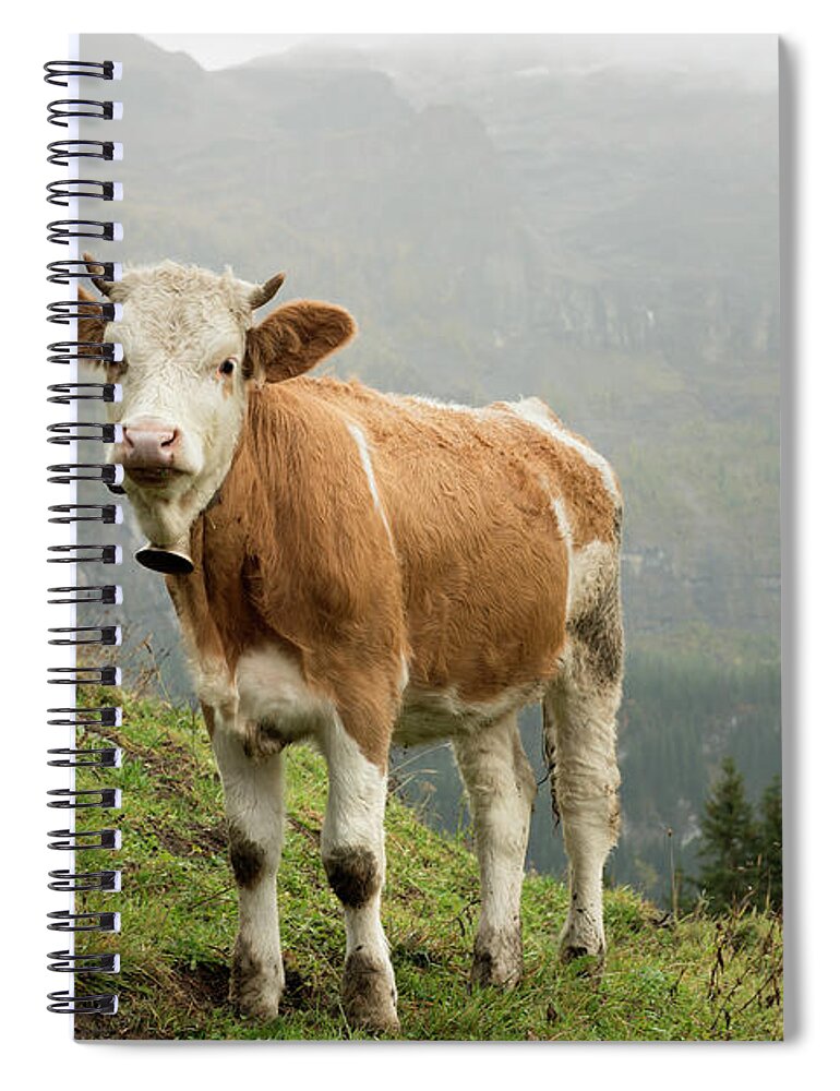 Scenics Spiral Notebook featuring the photograph Simmental Cow On Alp In Bernese by Boogich