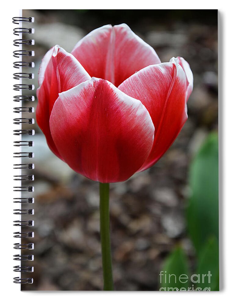 Tulip Spiral Notebook featuring the photograph Simplicity by Ramona Matei