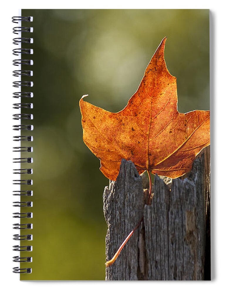 Maple Leaf Spiral Notebook featuring the photograph Simply Autumn by Penny Meyers