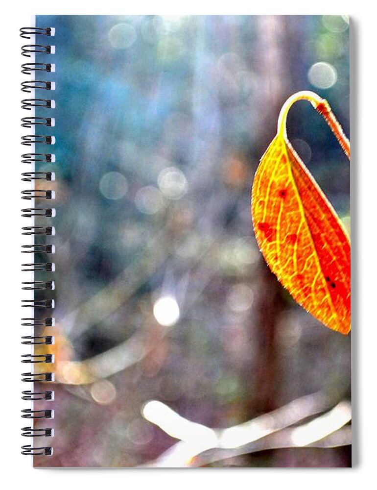 Smithgall Woods Spiral Notebook featuring the photograph Single Leaf by Tara Potts
