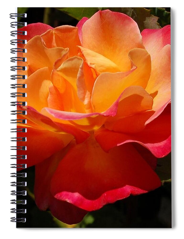 Linda Brody Spiral Notebook featuring the photograph Single Red and Orange Rose by Linda Brody