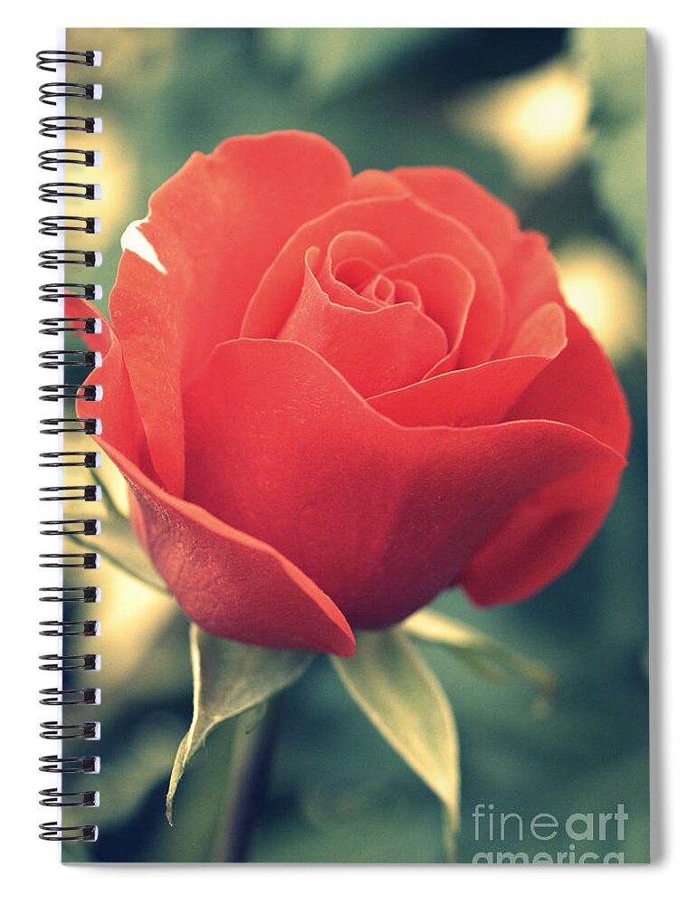 Gift Spiral Notebook featuring the photograph Single red Rose by Amanda Mohler