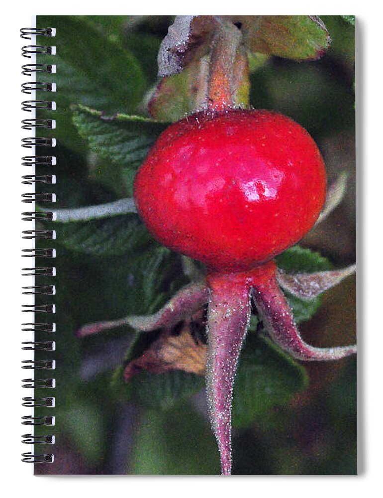 Rose Hip Spiral Notebook featuring the photograph Single Rose Hip by Tikvah's Hope