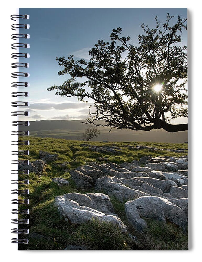 Tranquility Spiral Notebook featuring the photograph Single Tree by Terry Roberts Photography