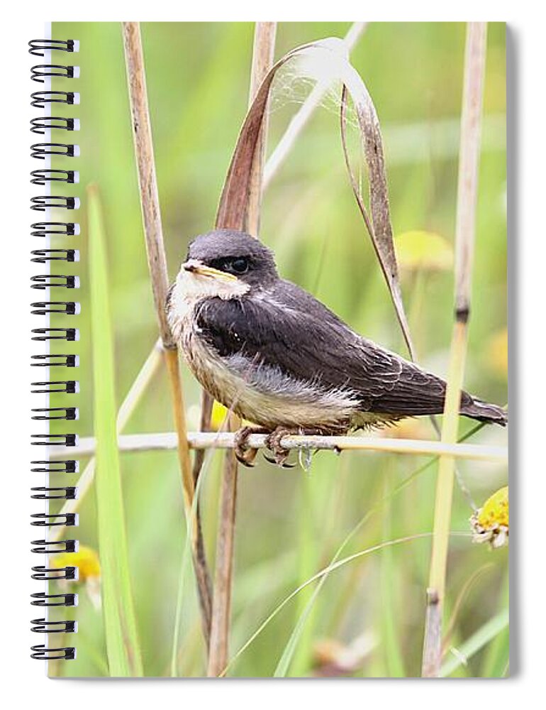Eastern Kingsbird Spiral Notebook featuring the photograph Sitin' Pretty by Elizabeth Winter