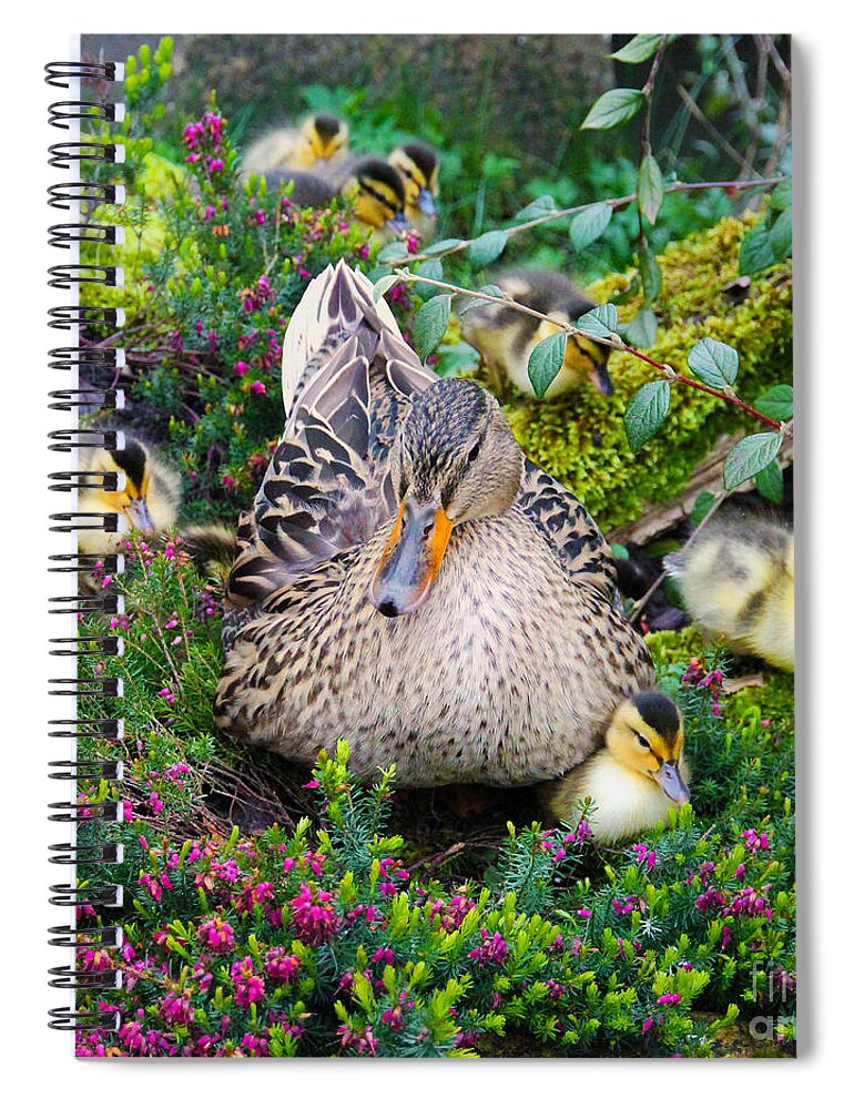Duck Spiral Notebook featuring the photograph Sitting Pretty by Jasna Buncic