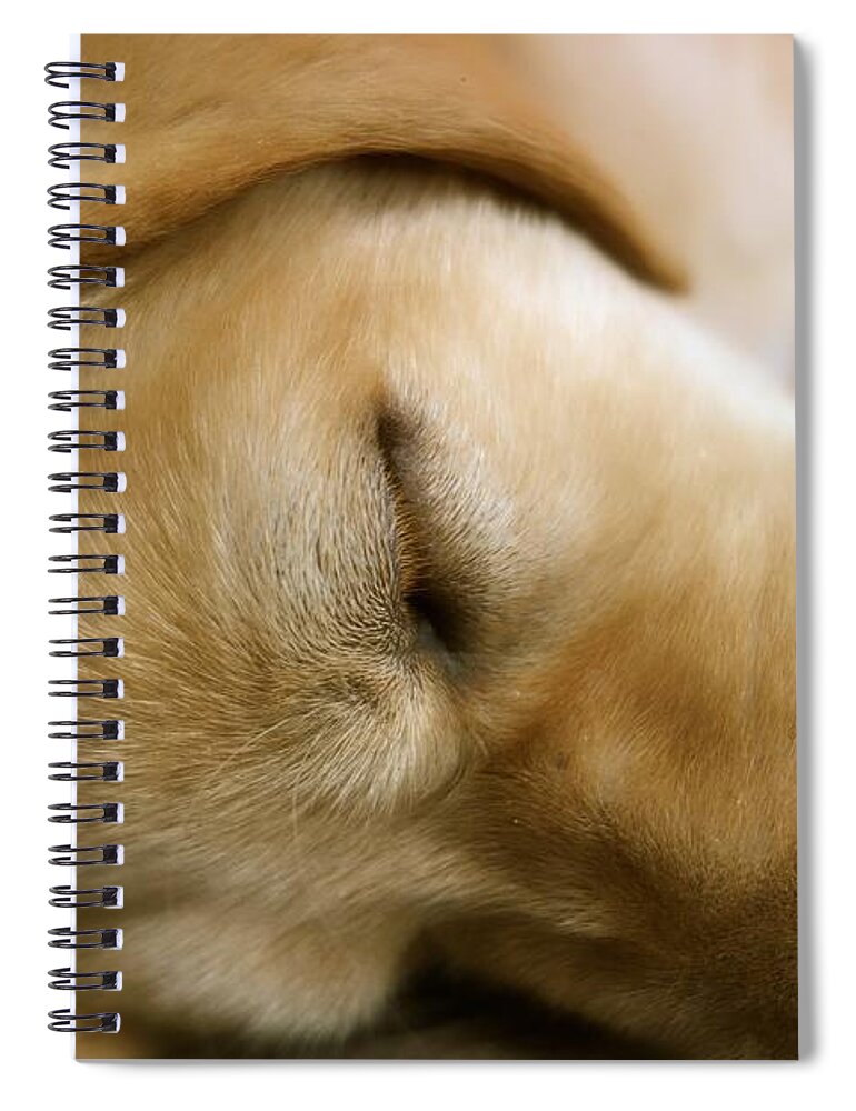 Dog Spiral Notebook featuring the photograph Sleeping Beauty by Jacqueline Athmann
