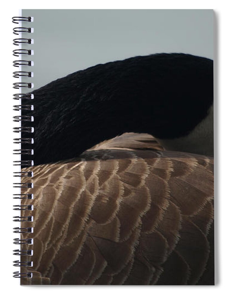 Canada Goose Spiral Notebook featuring the photograph Sleeping Canada Goose by Jacklyn Duryea Fraizer