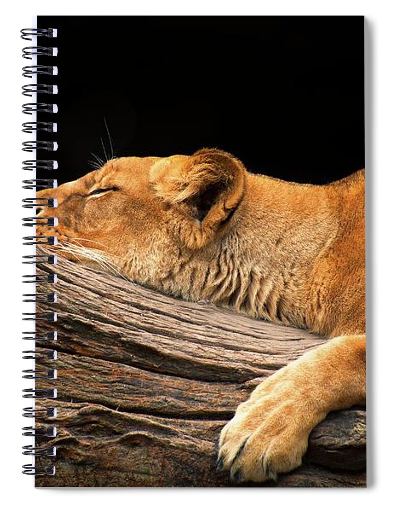 Animal Themes Spiral Notebook featuring the photograph Sleeping Lioness by © Christian Meermann