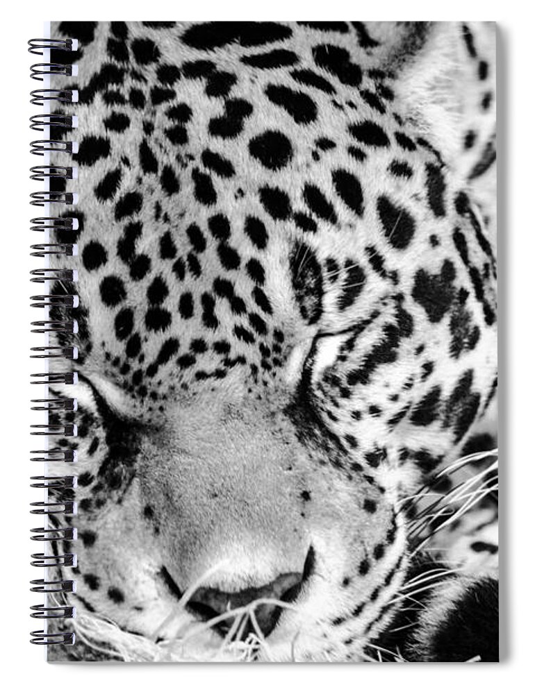 Leopard Spiral Notebook featuring the photograph Sleeping by Wild Fotos