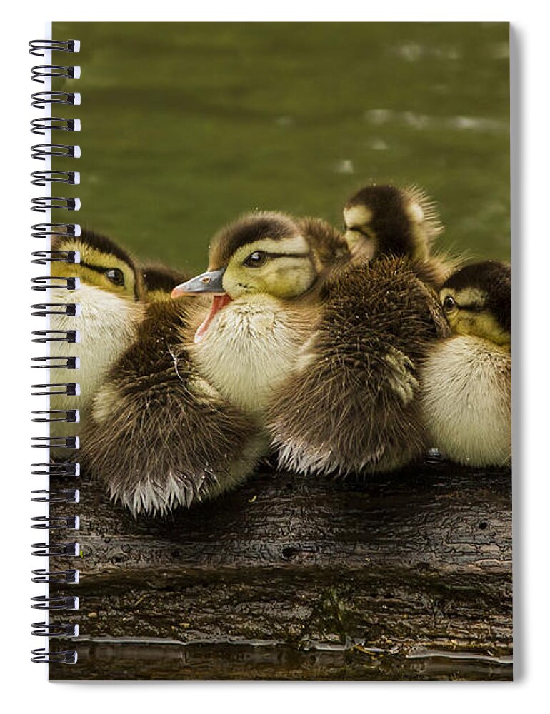Babies Spiral Notebook featuring the photograph Sleepy Babies by Mircea Costina Photography