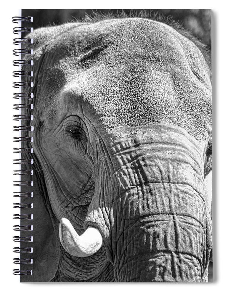 Elephant Spiral Notebook featuring the photograph Sleepy Elephant Lady Black and White by Kathy Clark