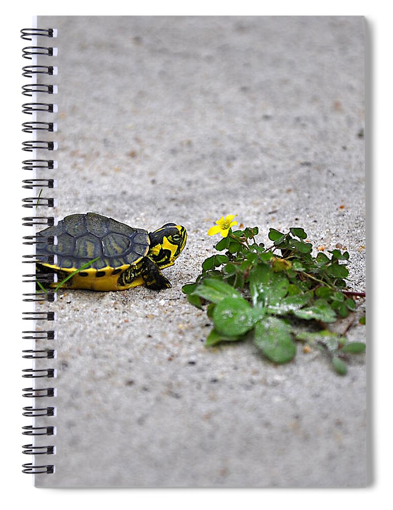 Turtle Spiral Notebook featuring the photograph Slider and Sorrel in Sand by Al Powell Photography USA