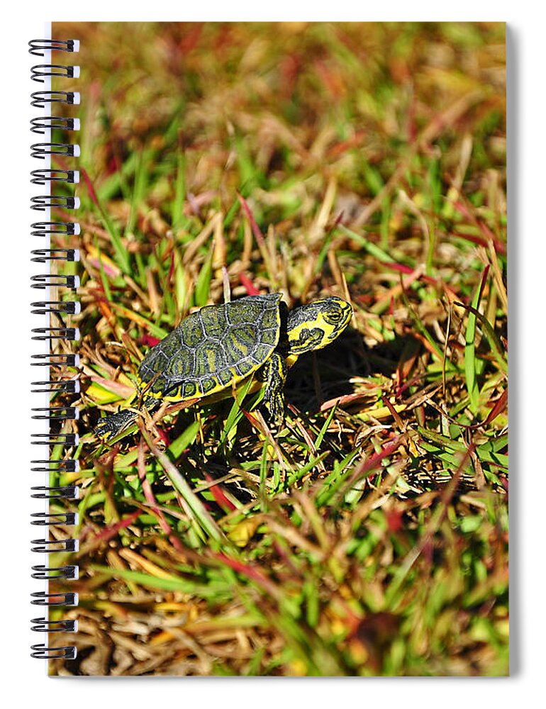 Turtle Spiral Notebook featuring the photograph Slider to Go by Al Powell Photography USA