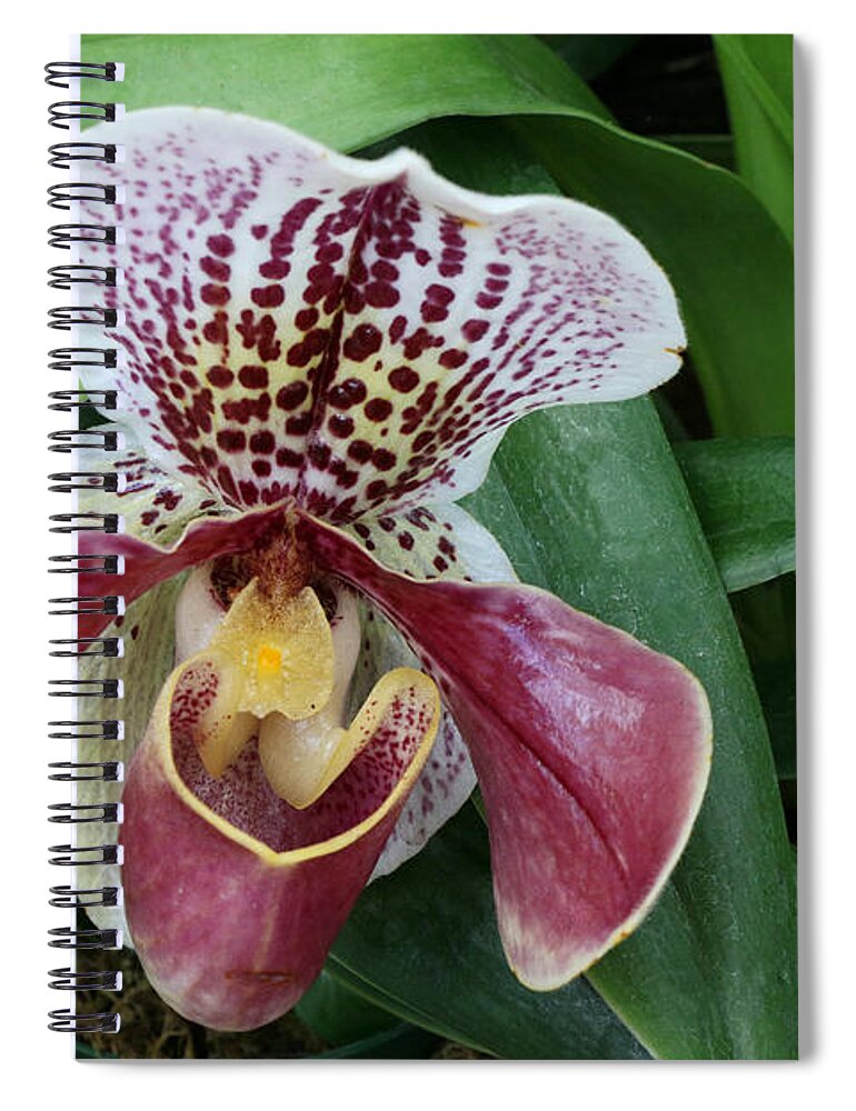 Slipper Orchid Spiral Notebook featuring the photograph Slipper Orchid 1 by Allen Beatty