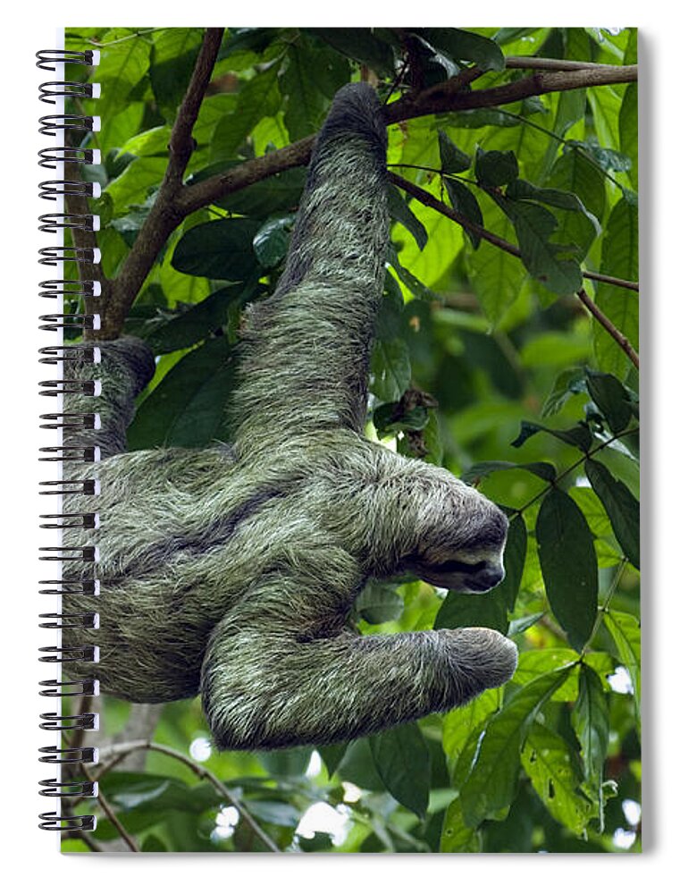 Three-toed Spiral Notebook featuring the photograph Sloth 8 by Arterra Picture Library