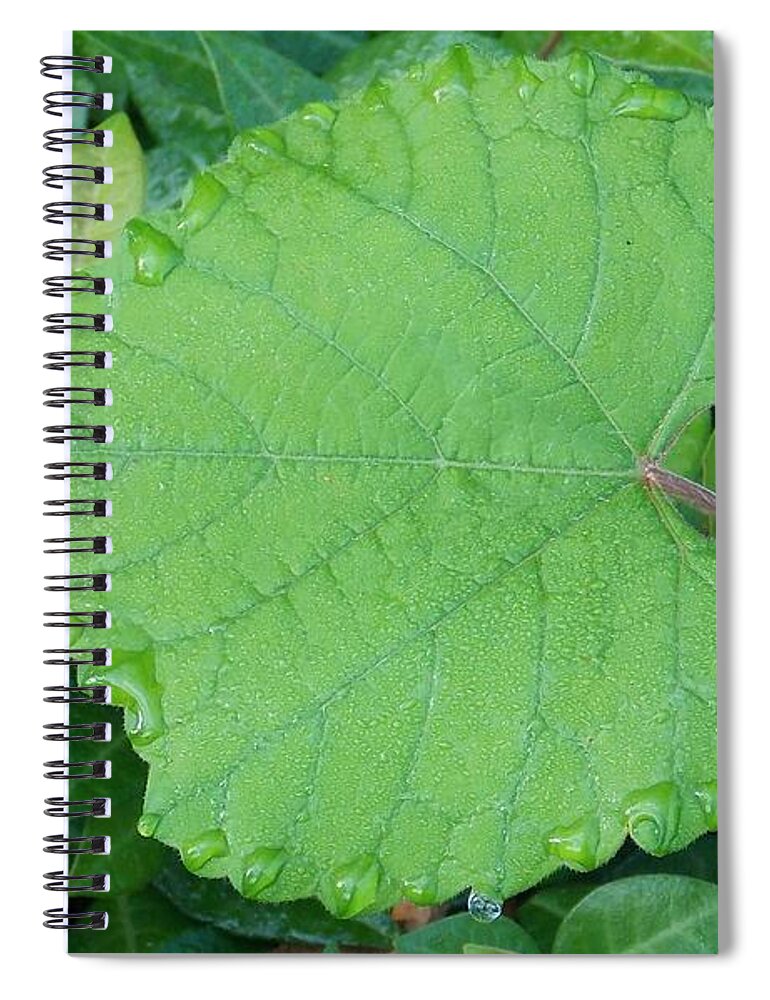 Beauty Spiral Notebook featuring the photograph Slow Down and Look by John Glass